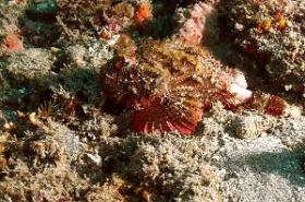 Bali 2016 - Bluntsnout scorpionfish - Poisson scoprpion - Scorpaenopsis obtusa - IMG_6094_rc